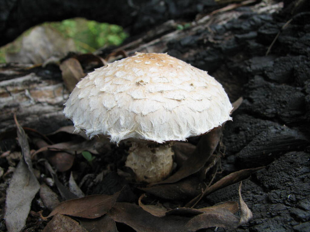 Macrolepiota procera, the parasol mushroom - Photo, Image