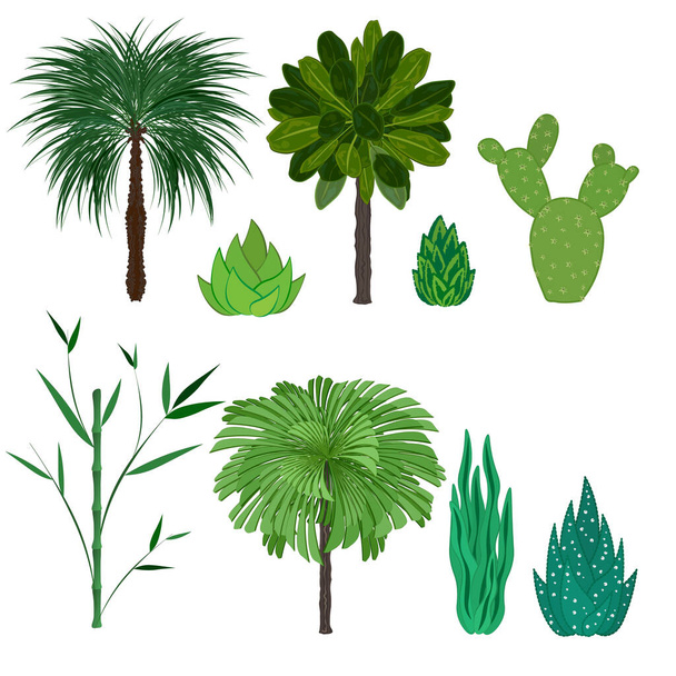 İzole edilmiş tropikal ve çöl bitkileri. Palmiye ağaçları, bambu, kaktüs, agave, sulu - Vektör, Görsel