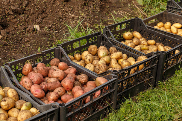 fresh raw potatoes - Foto, Imagem