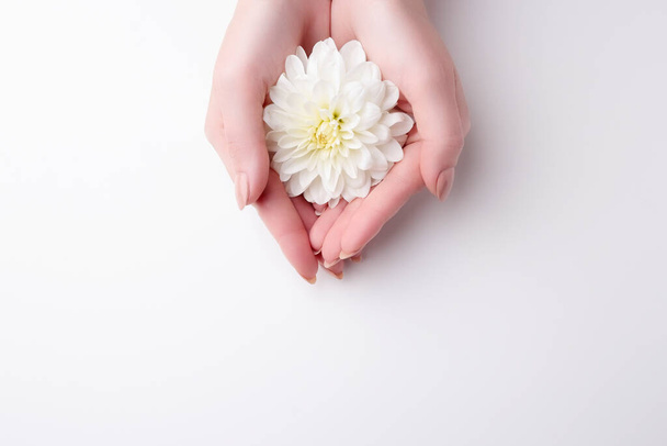 Женщина держит в руках белый цветок георгины на белом фоне. Вид сверху, плоский, копировальное пространство. - Фото, изображение