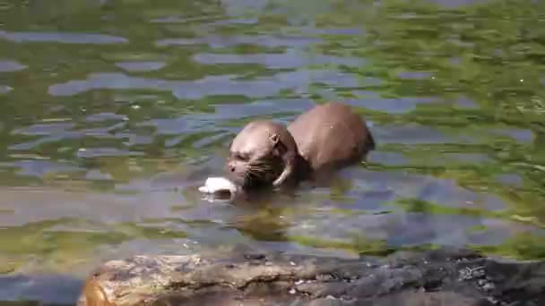 Giant otter indulges in the head of a small fish for lunch. Lunchtime South American carnivorous mammal Pteronura brasiliensis. Tasting prey - Footage, Video
