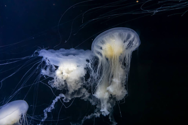 Великолепный подводный вид на яичный желток медузы плавают в воде свободно - Фото, изображение