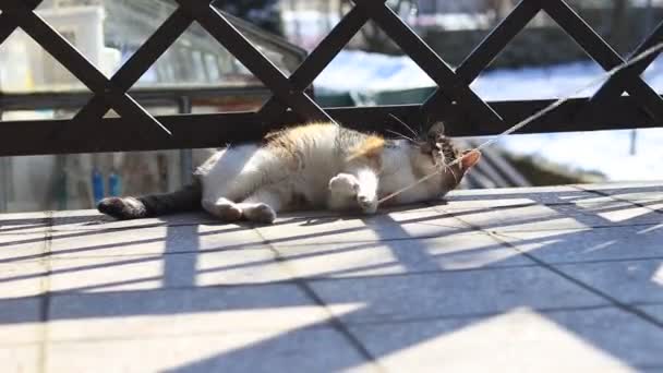 Παιχνιδιάρικη γάτα που παίζει με σπάγκο. Η κουρασμένη τίγρης είναι ξαπλωμένη και προσπαθεί να πιάσει το σχοινί που πετάει στον αέρα με τα πόδια της. Επιστροφή στην παιδική ηλικία - Πλάνα, βίντεο