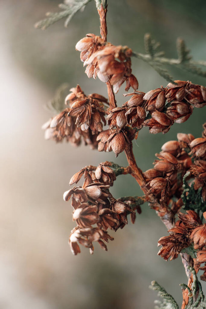Beautiful autumn background. Dry branches of thuja. Coniferous cones close-up. Dried trending Plants. - Photo, Image