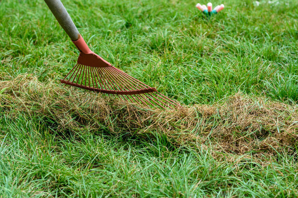 Limpeza grama cortada do gramado com um ancinho de ventilador, close-up - Foto, Imagem