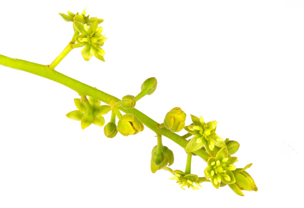Vue de la fleur complète de l'avocat (Persea americana) connu sous le nom de dichogamie protogyne, où les organes fonctionnels mâle et femelle existent dans une fleur. - Photo, image