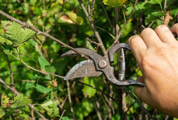 Садовник обрезает ветки черносливом в саду. Уход за аграрными или смородиновыми кустами - Фото, изображение