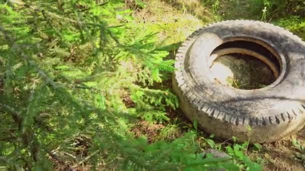 Régi autó gumiabroncs fekszik az erdőben, szennyezés, szemétgyűjtés az erdőben, szemét az erdőben - Felvétel, videó
