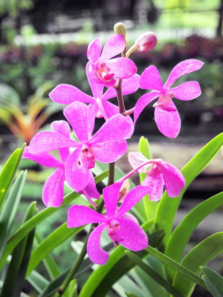 Орхидеи
  - Фото, изображение