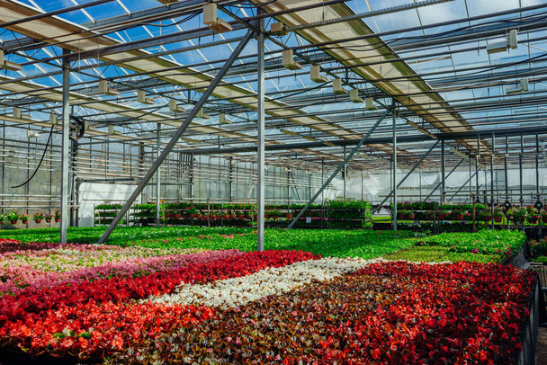 Growing multicolored begonia flower seedlings in modern hydroponic greenhouse. - 写真・画像