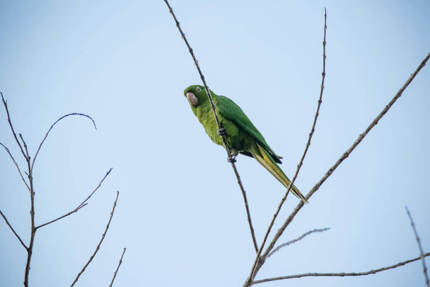Zelená maitaca na stromě s modrou oblohou v krásné letní krajině. - Fotografie, Obrázek