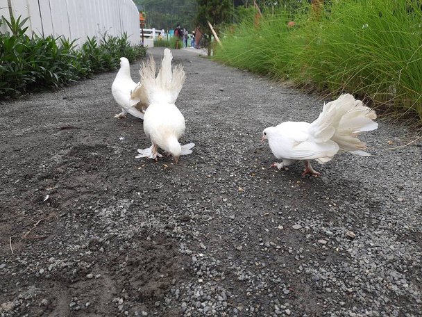 witte duiven op de boerderij. Witte duif eten. witte duiven met grote veren concurreren in het eten van zaden  - Foto, afbeelding
