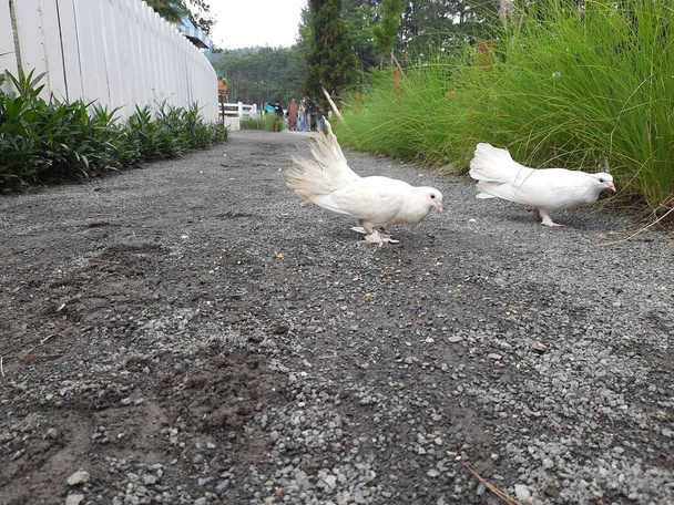 Белые голуби на ферме. Белый голубь ест. Белые голуби с большими перьями соревнуются в поедании семян  - Фото, изображение