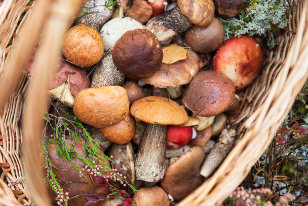 Freshly picked wild mushrooms decorated with sprigs of wild heather in wicker basket. Autumn hobby. - Foto, Imagen