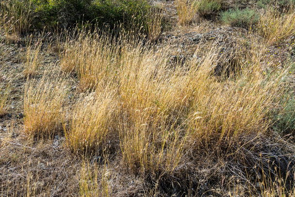 Tall yellowed grass with ears. In autumn at the foot of Mount Perchem in eastern Crimea. - Fotó, kép