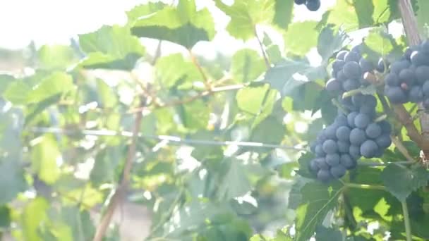 Egy rakás vörös szőlő. Napnyugta fény a háttérben. a szőlőtermesztés betakarítási időszaka. Vörös érett ökoborszőlő. Szőlőültetvények naplementekor, szőlőszüret. Tökéletes szőlő a borkészítéshez. 4 k videó - Felvétel, videó