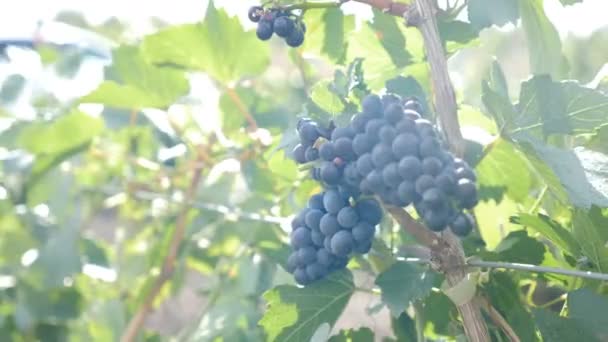 日光の下でブドウの木に濃い紫色の熟れたブドウ。ブドウ畑の緑の背景にワインの収穫。有機バイオ食品、自然と素晴らしいワインのコンセプト。熟した赤ブドウの枝。ブドウの収穫。四キロ - 映像、動画
