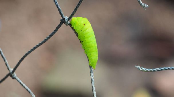 Green caterpillar crawling on the net with a blurred background. - Photo, Image