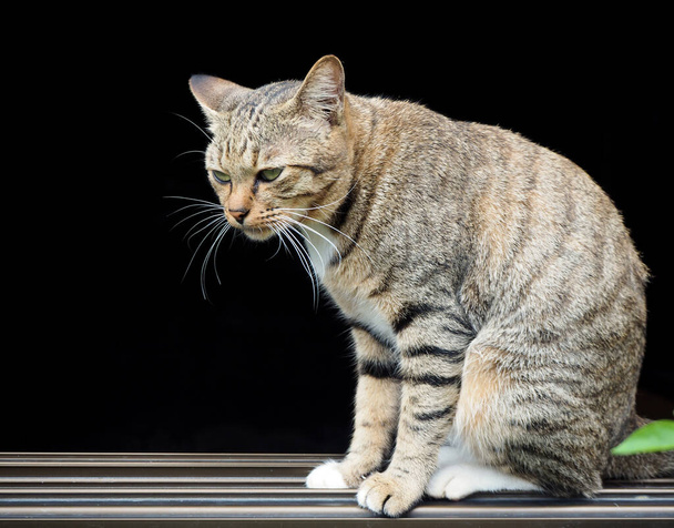 Кішка-таббі страждає від грипу кота, що сидить на ранковому сонці біля вікна, концепція хвороби кота
 - Фото, зображення