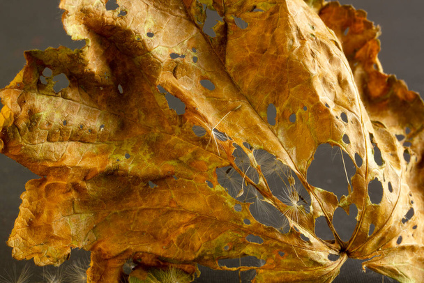 dry leaves and dandelion seeds - Zdjęcie, obraz