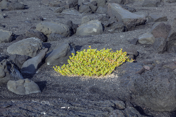 sparse vegetation at volcanic stones - 写真・画像