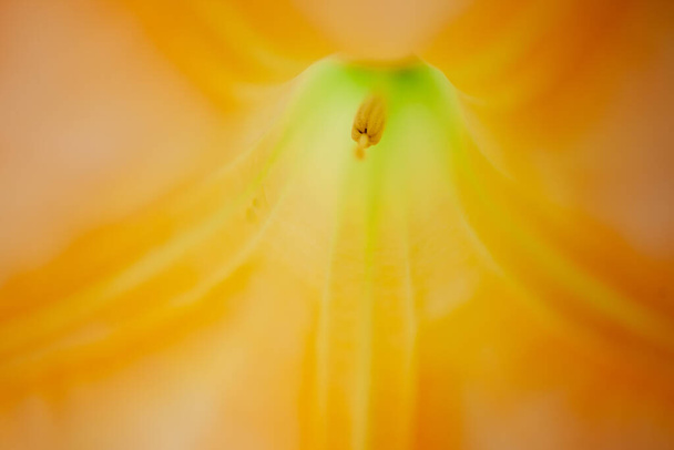 Inside a yellow Brugmansia Sanguinea or angels Trumpet, creating an abstract floral image - 写真・画像
