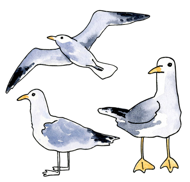 Set of watercolor seagool. Flying sea bird. Hand draw scetch. White, black colors. For sea illustration. - Фото, зображення