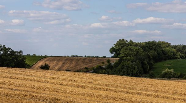 landwirtschaftliches Feld mit stacheligem Stroh aus Weizen, dessen Getreide für Nahrungsmittel gesammelt wurde, Weizenfeld an einem sonnigen Sommertag, Himmel - Foto, Bild