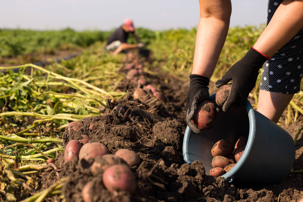 Kesztyűs munkáskéz burgonyát szedett a mezőn.. - Fotó, kép