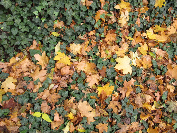 Έδαφος με κισσό και φύλλα σφενδάμου στα τέλη του φθινοπώρου στον κήπο - Φωτογραφία, εικόνα