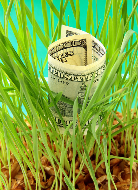 One Hundred dollar bill growing in the green grass - Photo, Image