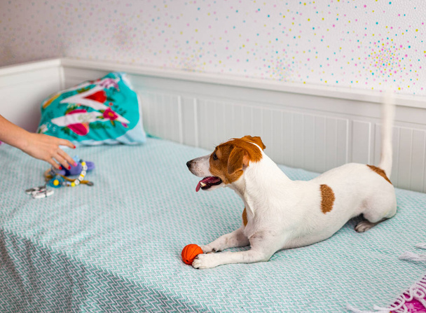 jack russell terrier sta giocando con un giocattolo - Foto, immagini
