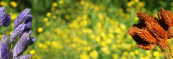 Suszone kwiaty z niewyraźne żółte kwiaty w tle - Zdjęcie, obraz