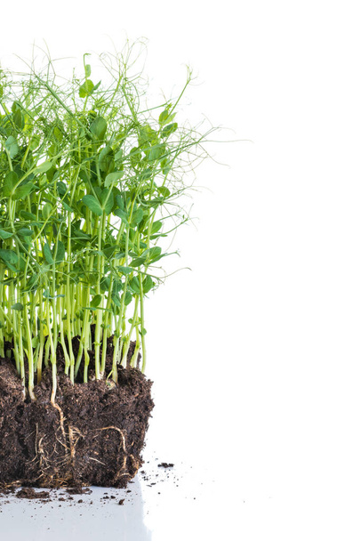 Brotos de ervilha retirados do recipiente com solo e raízes, alimentação saudável conceito de jardinagem em casa - Foto, Imagem
