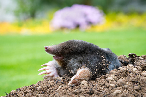 Mole animal - Talpa Europaea, προκαλώντας ζημιές ως παράσιτο στον κήπο με τους λόφους και τις υπόγειες σήραγγες - Φωτογραφία, εικόνα