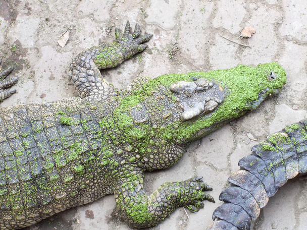 Crocodilos de perto na Tailândia
 - Foto, Imagem