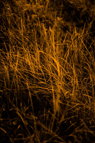 yellow autumn grass, soft focus orange background - Photo, Image