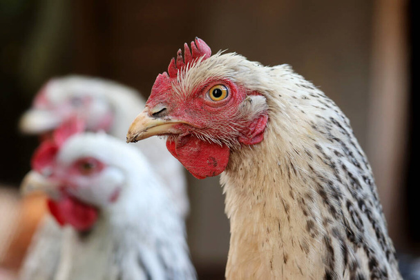 Polli in una fattoria, concetto di pollame. Gallina bianca in un pollaio - Foto, immagini