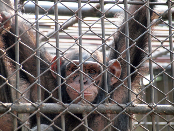 мавпа в клітці
 - Фото, зображення