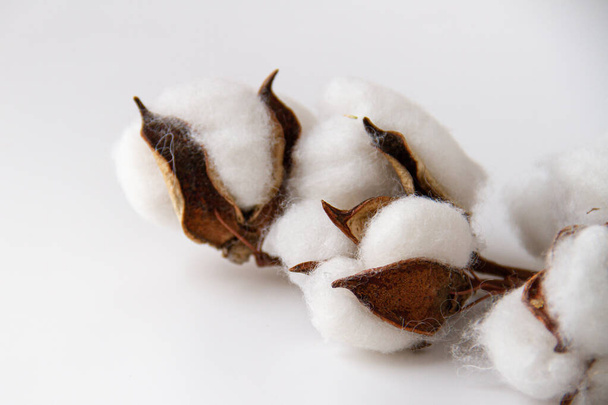 Fluffy inflorescences of cotton on a branch close up, selective focus - Φωτογραφία, εικόνα