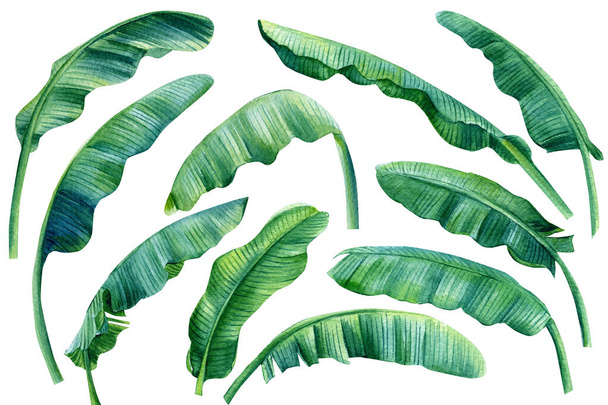 Set banana palm leaves on isolated white background, watercolor illustration. Jungle design elements - Fotografie, Obrázek