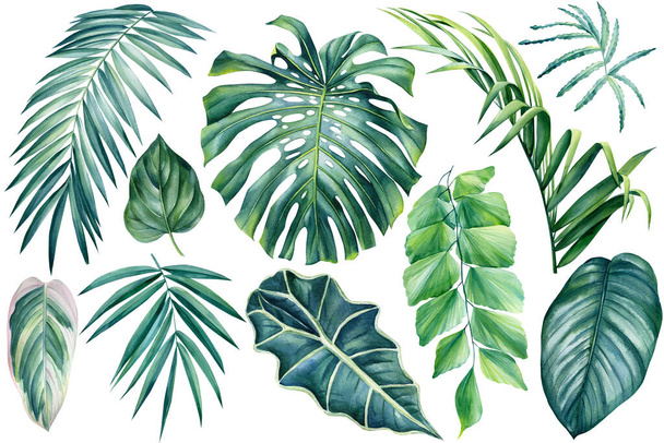 Eksoottiset kasvit, palmunlehdet, hirviöt eristetyllä valkoisella pohjalla, vesivärikuvitus - Valokuva, kuva