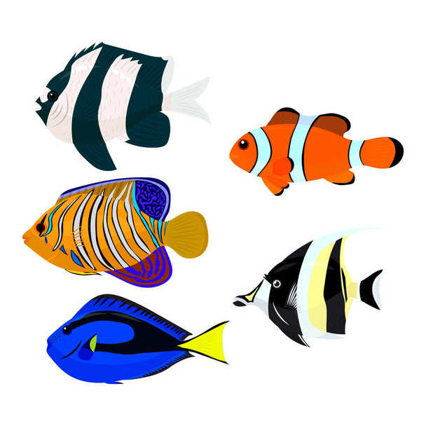Tropical fish drawing, vector illustration - Διάνυσμα, εικόνα
