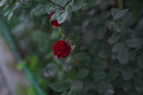 красивый цветок розы на фоне зелени - Фото, изображение