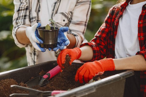 Gardeners hand planting flowers in pot - Photo, Image