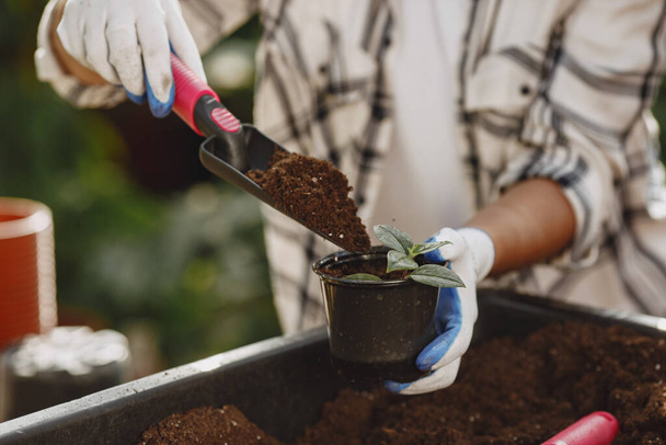 Gardeners hand planting flowers in pot - Foto, Bild