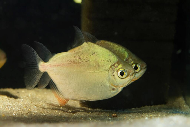 silver dollar serrasalmid, popular and hardy freshwater species, timid and frightful, endemic of Tapajos river basin in low light fish tank, pet shop sale - Photo, Image