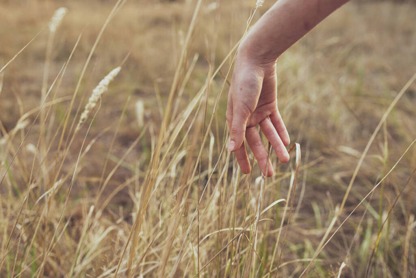 φυτό πεδίο θηλυκό χέρι ελευθερία τρόπο ζωής - Φωτογραφία, εικόνα