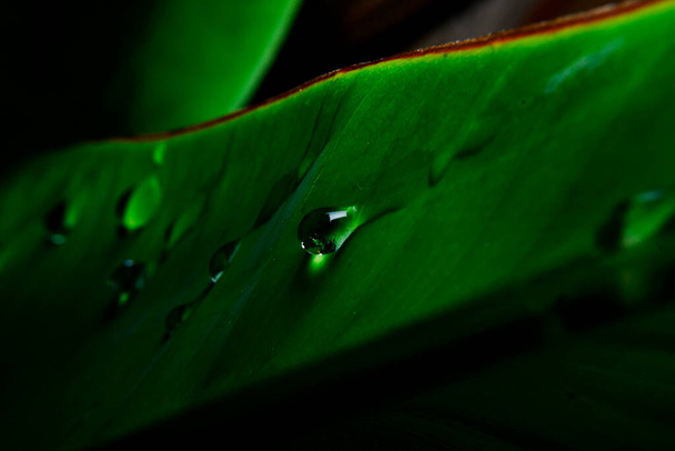 dauw op een groen blad - Foto, afbeelding