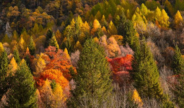 イタリアのValtelinaの森の中の秋の色。ヴァル・マッシーノの森の中の紅葉の反射-イタリアのロンバルディア州のヴァル・ディ・メロ山 - 写真・画像